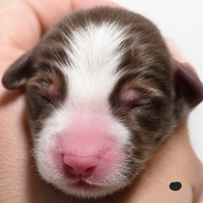 Les chiots de Berger Américain Miniature 