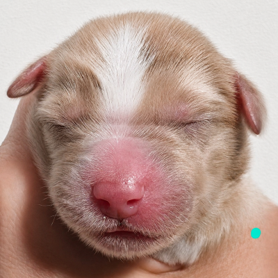Les chiots de Berger Américain Miniature 