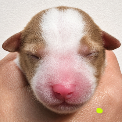 Les chiots de Berger Américain Miniature 