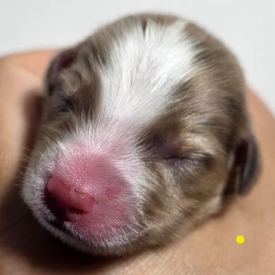 Les chiots de Berger Américain Miniature 