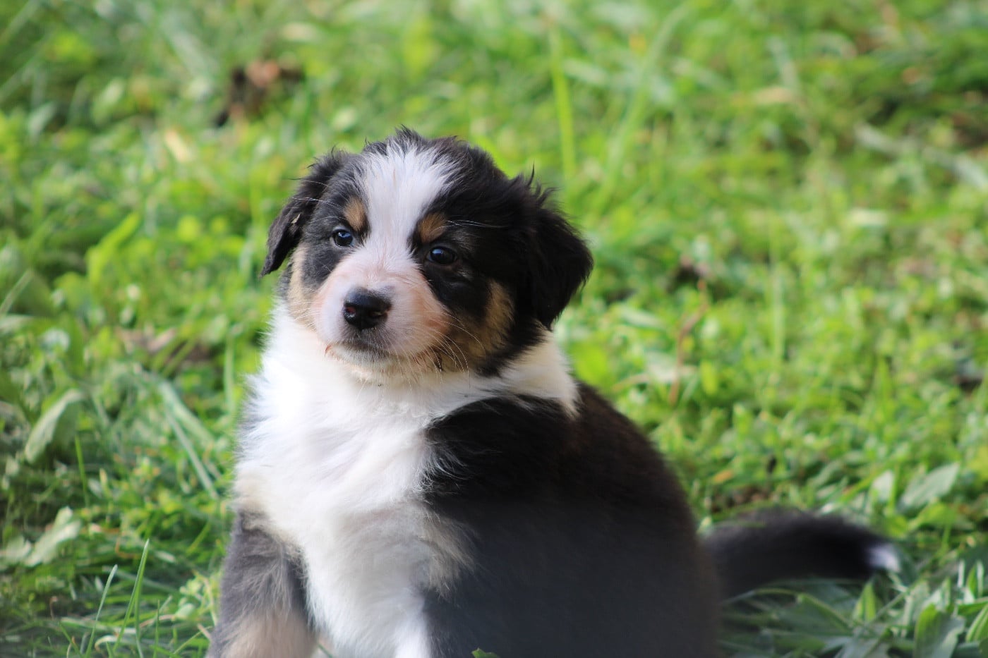 Berger Australien - Domain Of Twenty Summers