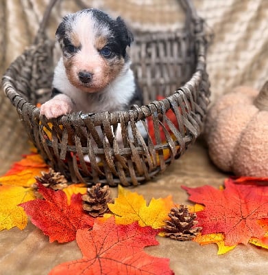 Les chiots de Berger Australien