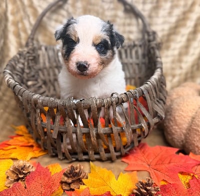 Les chiots de Berger Australien
