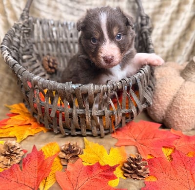 Les chiots de Berger Australien