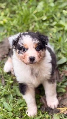 Les chiots de Berger Australien