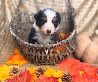 Les chiots de Berger Australien