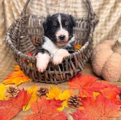 Les chiots de Berger Australien