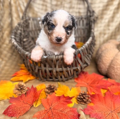 Les chiots de Berger Australien