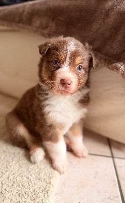 Les chiots de Berger Australien