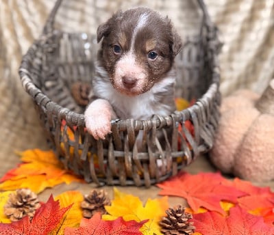 Les chiots de Berger Australien