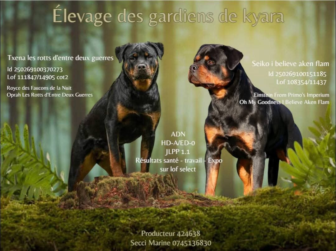 Rottweiler - Des Gardiens De Kyara