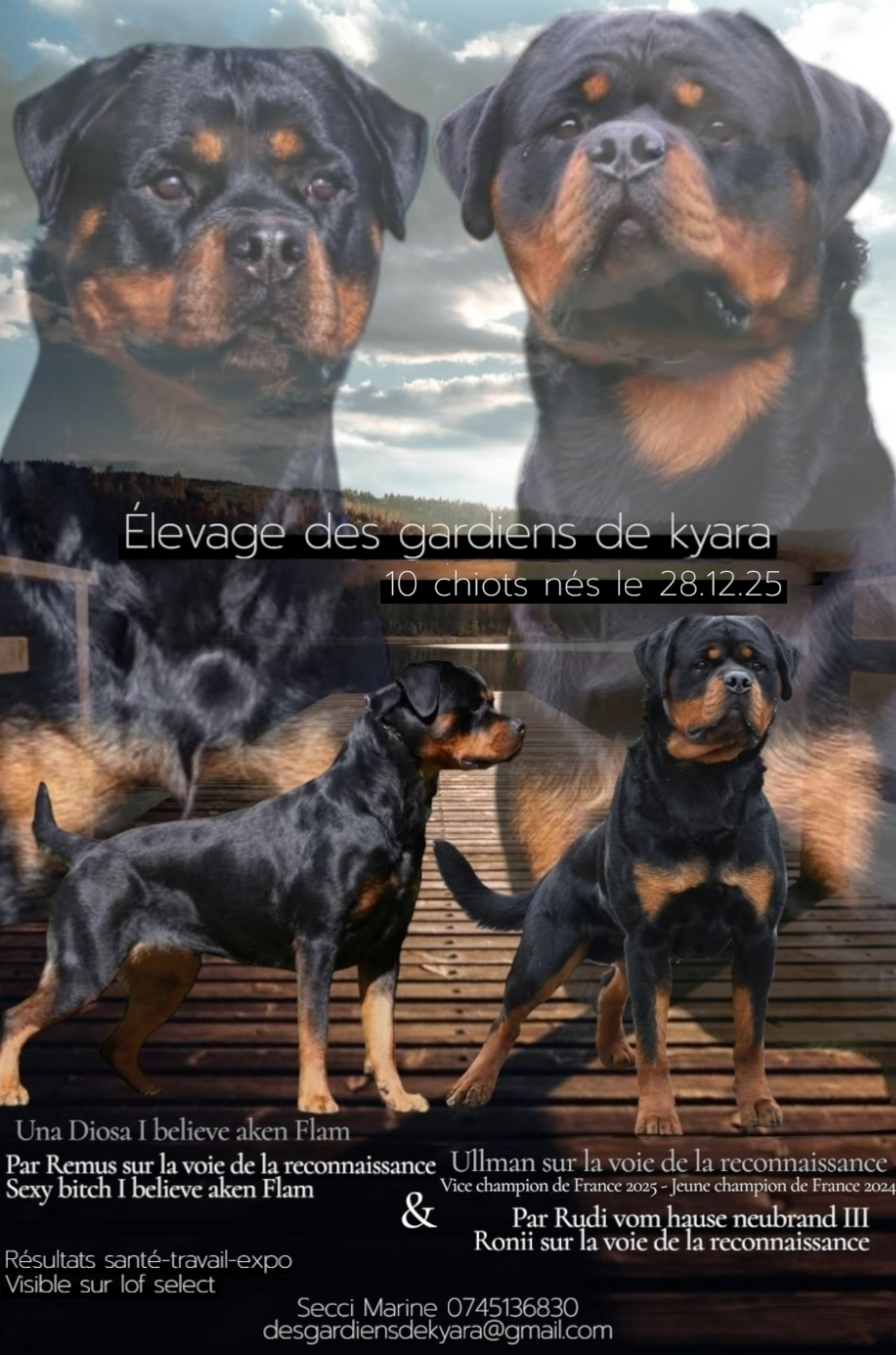 CHIOT 2 - Rottweiler