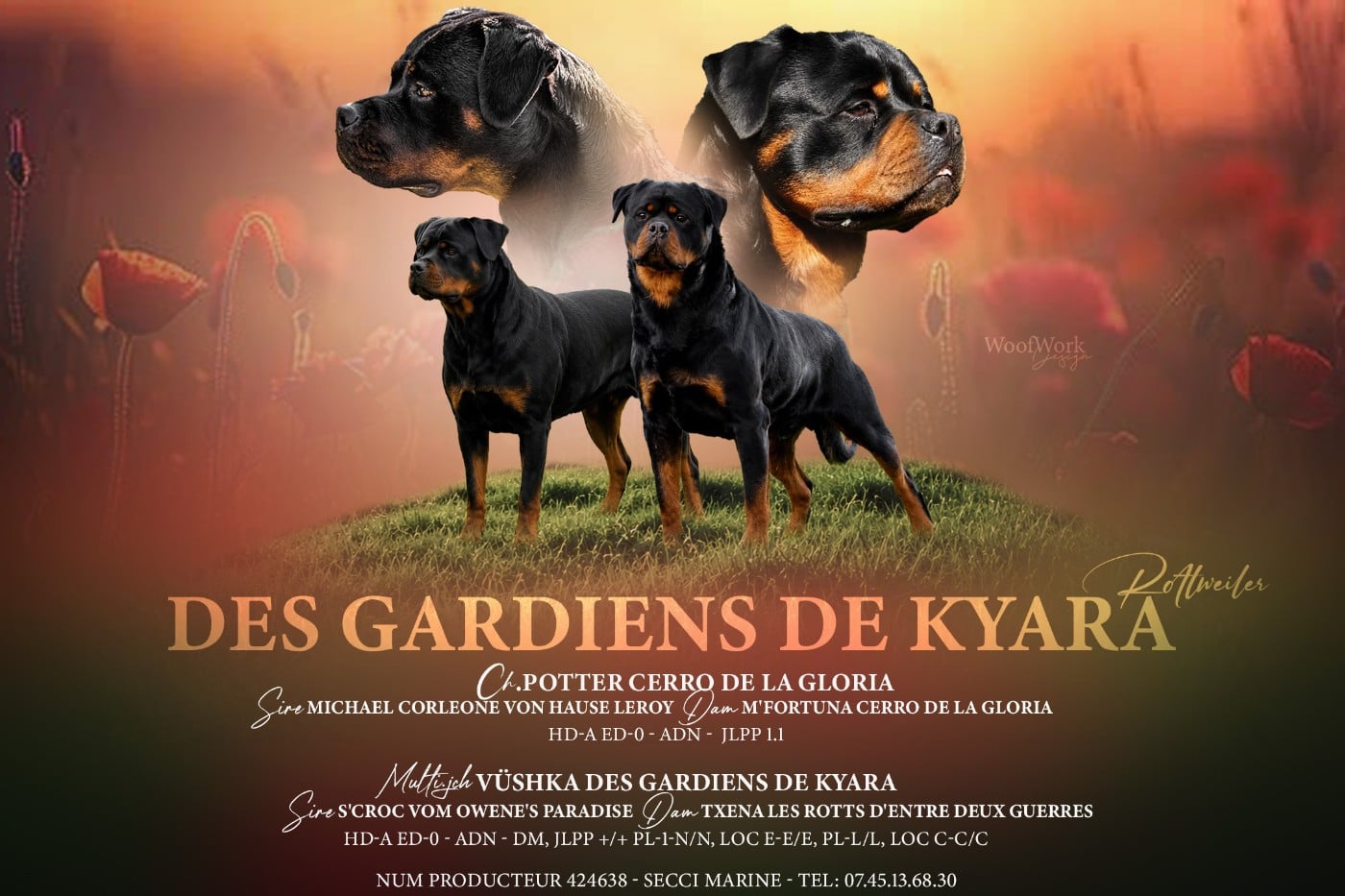 Rottweiler - Des Gardiens De Kyara