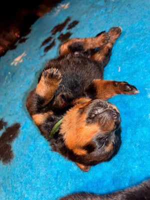 Les chiots de Rottweiler