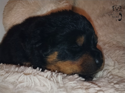 Les chiots de Rottweiler