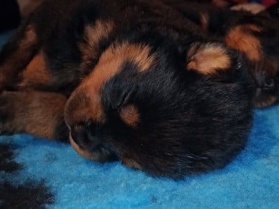 Les chiots de Rottweiler
