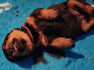 Les chiots de Rottweiler