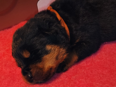 Les chiots de Rottweiler