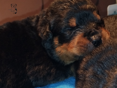 Les chiots de Rottweiler