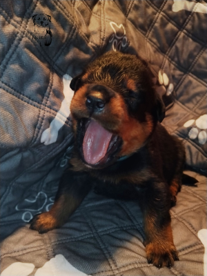 Les chiots de Rottweiler