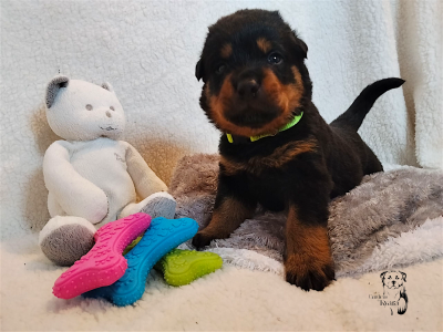 Les chiots de Rottweiler