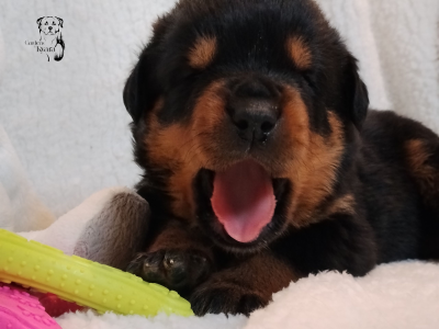 Les chiots de Rottweiler