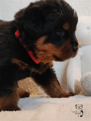 Les chiots de Rottweiler