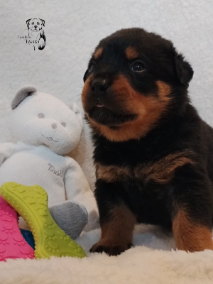 Les chiots de Rottweiler