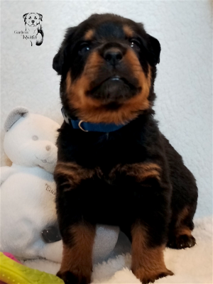 Les chiots de Rottweiler