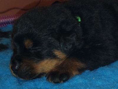 Les chiots de Rottweiler