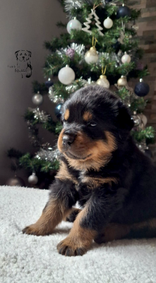 Les chiots de Rottweiler