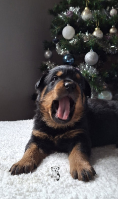 Les chiots de Rottweiler