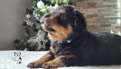 Les chiots de Rottweiler