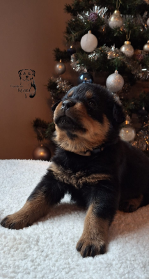 Les chiots de Rottweiler
