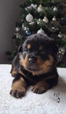 Les chiots de Rottweiler