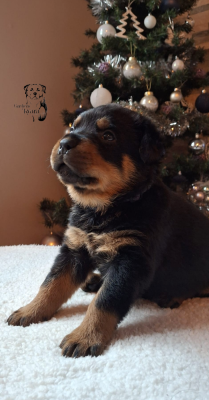 Les chiots de Rottweiler