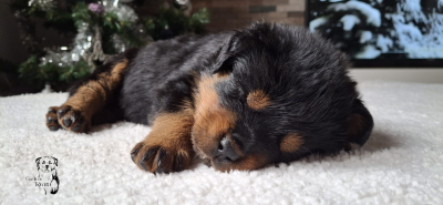 Les chiots de Rottweiler