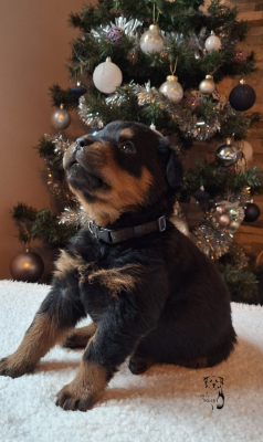 Les chiots de Rottweiler