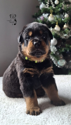Les chiots de Rottweiler