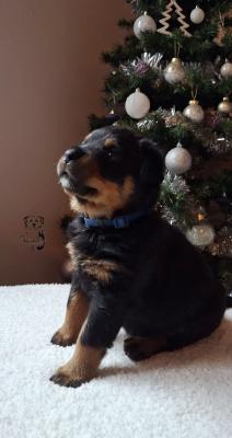 Les chiots de Rottweiler