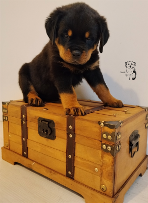 Rottweiler