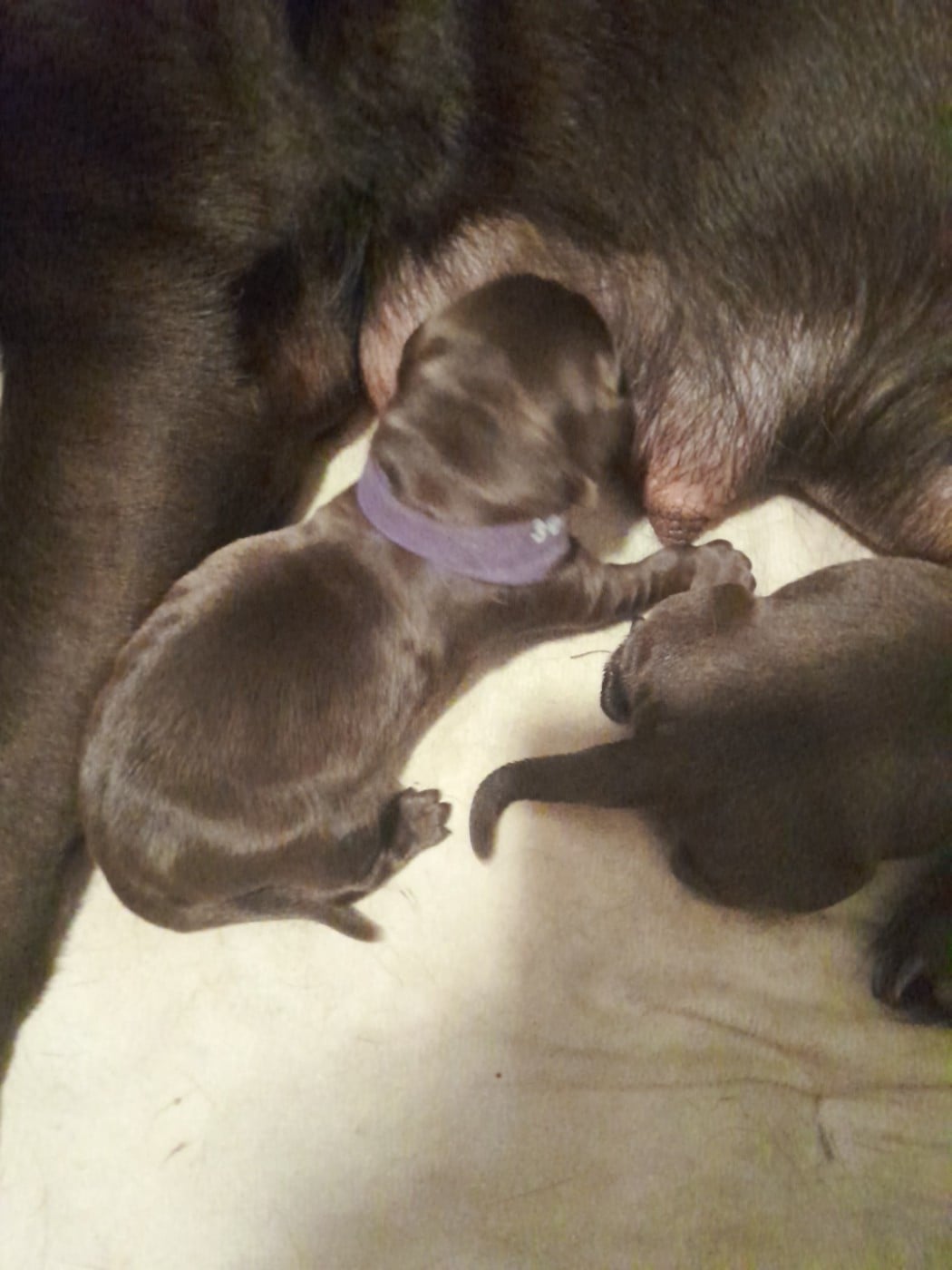 B.....collier violet - Labrador Retriever