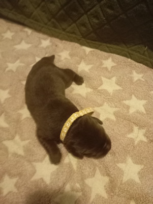 Les chiots de Labrador Retriever