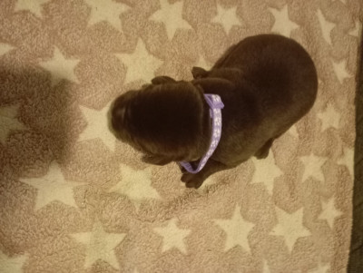 Les chiots de Labrador Retriever