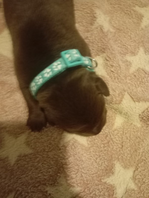 Les chiots de Labrador Retriever