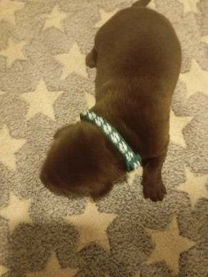 Les chiots de Labrador Retriever