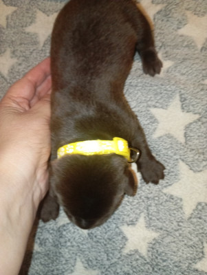 Les chiots de Labrador Retriever