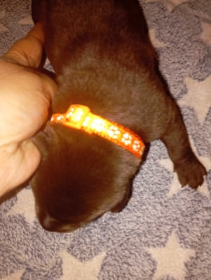 Les chiots de Labrador Retriever