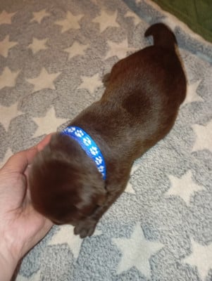 Les chiots de Labrador Retriever