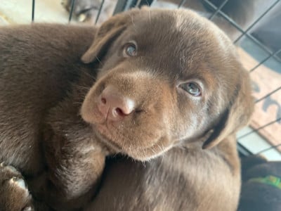 Les chiots de Labrador Retriever